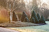 SIR HAROLD HILLIER GARDENS, HAMPSHIRE: THE WINTER GARDEN - MIST - LAWN WITH BED OF PICEA GLAUCA ALBERTA BLUE AND PICEA GLAUCA ARNESONS BLUE VARIEGATED