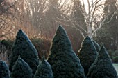 SIR HAROLD HILLIER GARDENS, HAMPSHIRE: THE WINTER GARDEN - MIST - LAWN WITH BED OF PICEA GLAUCA ALBERTA BLUE AND PICEA GLAUCA ARNESONS BLUE VARIEGATED
