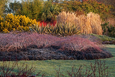 SIR_HAROLD_HILLIER_GARDENS_HAMPSHIRE_THE_WINTER_GARDEN__LAWN_AND_BED_WITH_RUBUS_COCKBURNIANUS_GOLDEN