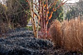 SIR HAROLD HILLIER GARDENS, HAMPSHIRE: THE WINTER GARDEN - BED WITH BETULA ALBOSINENSIS BOWLING GREEN AND OPHIOPOGON PLANISCAPUS NIGRESCENS
