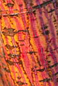 SIR HAROLD HILLIER GARDENS, HAMPSHIRE: THE WINTER GARDEN - CLOSE UP OF THE BARK OF ACER X CONSPICUUM PHOENIX