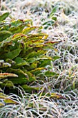 SIR HAROLD HILLIER GARDENS, HAMPSHIRE: THE WINTER GARDEN - FROSTED LEAF OF ASPLENIUM SCOLOPENDRIUM, HARTS TONGUE FERN, GREEN, FOLIAGE