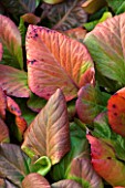 SIR HAROLD HILLIER GARDENS, HAMPSHIRE: THE WINTER GARDEN - WINTER COLOUR ON LEVES OF BERGENIA CORDIFOLIA