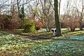 CHIPPENHAM PARK, CAMBRIDGESHIRE: SHEETS OF SNOWDROPS IN THE WILDERNESS WITH COW SCULPTURE NEAR TREE  - WINTER