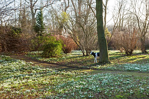 CHIPPENHAM_PARK_CAMBRIDGESHIRE_SHEETS_OF_SNOWDROPS_IN_THE_WILDERNESS_WITH_COW_SCULPTURE_NEAR_TREE___
