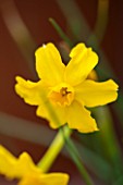 CLOSE UP OF DAFFODIL - NARCISSUS JONQUILLA BULB, SPRING