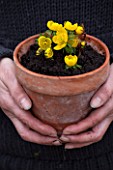 GIRL HOLDING TERRACOTTA CONTAINER PLANTED WITH WINTER ACONITES - ERANTHIS HYEMALIS