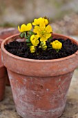 TERRACOTTA CONTAINER PLANTED WITH WINTER ACONITES - ERANTHIS HYEMALIS