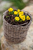 WICKER CONTAINER PLANTED WITH WINTER ACONITES - ERANTHIS HYEMALIS
