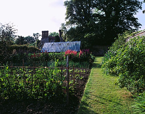 LUPINS_AND_GLOBE_ARTICHOKES_IN_THE_KITCHEN_GARDEN_AT_PASHLEY_MANOR__SUSSEX