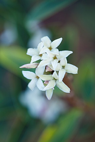 EAST_LAMBROOK_MANOR_SOMERSET_WINTER__SCENTED_FLOWER_OF_DAPHNE_TANGUTICA_AGM_FRAGRANT