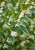 EAST LAMBROOK MANOR, SOMERSET: WINTER - SCENTED FLOWERS OF SARCOCOCCA CONFUSA - SCENT, FRAGRANT