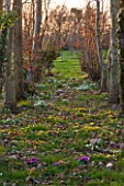 AVON BULBS, SOMERSET - WINTER: SNOWDROPS, ACONITES, CROCUS AND CYCLAMEN IN THE WOODLAND