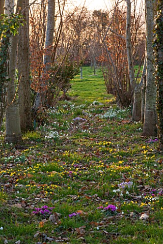 AVON_BULBS_SOMERSET__WINTER_SNOWDROPS_ACONITES_CROCUS_AND_CYCLAMEN_IN_THE_WOODLAND