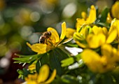 AVON BULBS, SOMERSET - WINTER: BEE ON ACONITE - ERANTHIS HYEMALIS