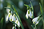 AVON BULBS, SOMERSET - WINTER: SNOWDROP - GALANTHUS UNNAMED GREEN TIPPED PLICATE