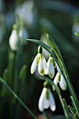 AVON BULBS, SOMERSET - WINTER: SNOWDROP - GALANTHUS UNNAMED GREEN TIPPED PLICATE