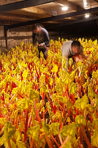 E_OLDROYD__SONS_YORKSHIRE__FORCED_RHUBARB_QUEEN_VICTORIA_GROWING_IN_THE_FORCING_SHEDS_LIT_BY_CANDLES