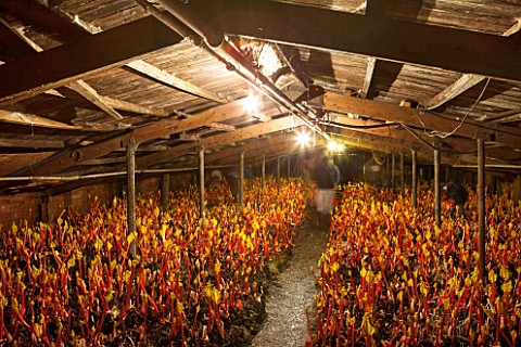 E_OLDROYD__SONS_YORKSHIRE__FORCED_RHUBARB_TIMPERLEY_EARLY__GROWING_IN_THE_FORCING_SHEDS_LIT_BY_CANDL