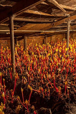 E_OLDROYD__SONS_YORKSHIRE__FORCED_RHUBARB_TIMPERLEY_EARLY__GROWING_IN_THE_FORCING_SHEDS_LIT_BY_CANDL