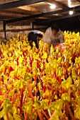 E OLDROYD & SONS, YORKSHIRE : FORCED RHUBARB QUEEN VICTORIA GROWING IN THE FORCING SHEDS LIT BY CANDLES