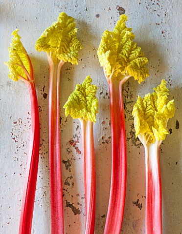E_OLDROYD__SONS_YORKSHIRE__QUEEN_VICTORIA_FORCED_RHUBARB