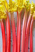 E OLDROYD & SONS, YORKSHIRE : QUEEN VICTORIA FORCED RHUBARB