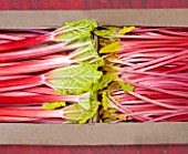 E OLDROYD & SONS, YORKSHIRE : QUEEN VICTORIA FORCED RHUBARB AND TIMPERLEY EARLY FORCED RHUBARB PACKED READY FOR TRANSPORT