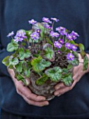 ASHWOOD NURSERIES: JOHN MASSEYS COLLECTION OF HEPATICAS - JOHN MASSEY HOLDING A CONTAINER PLANTED WITH HEPATICAS
