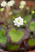 ASHWOOD NURSERIES: JOHN MASSEYS COLLECTION OF HEPATICAS - HEPATICA JAPONICA F MAGNA ( WHITE FULL DOUBLE )