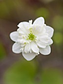 ASHWOOD NURSERIES: JOHN MASSEYS COLLECTION OF HEPATICAS - HEPATICA JAPONICA F MAGNA ( WHITE FULL DOUBLE )