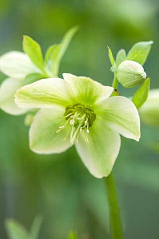 HAZLES_CROSS_FARM_MIKE_BYFORD_COLLECTION_OF_HELLEBORES__HELLEBORUS_LIGURICUS_FROM_ITALY