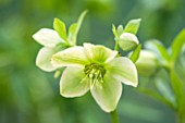 HAZLES CROSS FARM: MIKE BYFORD COLLECTION OF HELLEBORES - HELLEBORUS LIGURICUS FROM ITALY