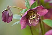 HAZLES CROSS FARM: MIKE BYFORD COLLECTION OF HELLEBORES - HELLEBORUS ORIENTALIS ABCHASICUS FROM GEORGIA
