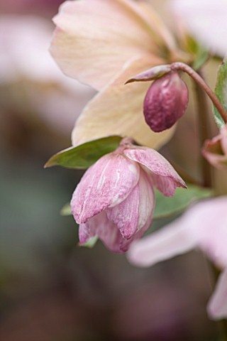 HAZLES_CROSS_FARM_MIKE_BYFORD_COLLECTION_OF_HELLEBORES__HELLEBORUS_PINK_MARBLE