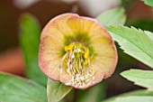 HAZLES CROSS FARM: MIKE BYFORD COLLECTION OF HELLEBORES - HELLEBORUS BRIAR ROSE - A CROSS BETWEEN H NIGER AND H VESICARIUS