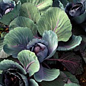 RED CABBAGE RODEO IN THE POTAGER AT LE MANOIR AUX QUAT SAISONS  OXFORDSHIRE
