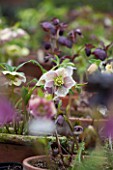 HAZLES CROSS FARM: MIKE BYFORD COLLECTION OF HELLEBORES - HELLEBORUS IN CONTAINERS IN THE NURSERY