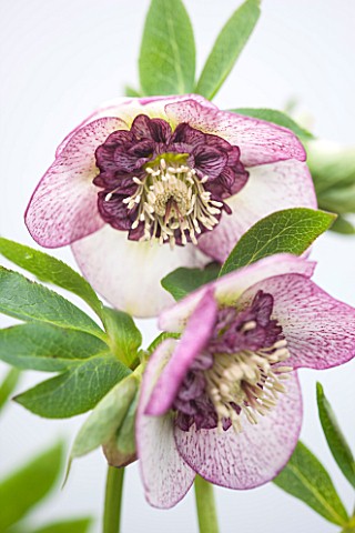 HAZLES_CROSS_FARM_MIKE_BYFORD_COLLECTION_OF_HELLEBORES__HELLEBORUS_IN_CONTAINERS_IN_THE_NURSERY