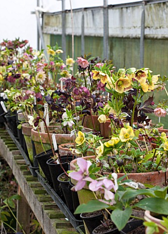 HAZLES_CROSS_FARM_MIKE_BYFORD_COLLECTION_OF_HELLEBORES__HELLEBORES_IN_THE_NURSERY