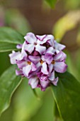 RHS GARDEN, WISLEY, SURREY: SCENT - WINTER FLOWERS OF DAPHNE BHOLUA LIMPSFIELD
