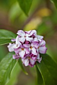 RHS GARDEN, WISLEY, SURREY: SCENT - WINTER FLOWERS OF DAPHNE BHOLUA LIMPSFIELD