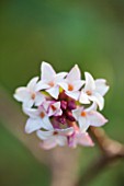 RHS GARDEN, WISLEY, SURREY: SCENT - WINTER FLOWERS OF DAPHNE ODORA RUBRA