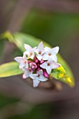 RHS GARDEN, WISLEY, SURREY: SCENT - WINTER FLOWERS OF DAPHNE ODORA RUBRA