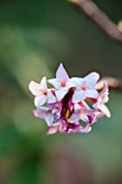 RHS GARDEN, WISLEY, SURREY: SCENT - FLOWERS OF DAPHNE ODORA RUBRA