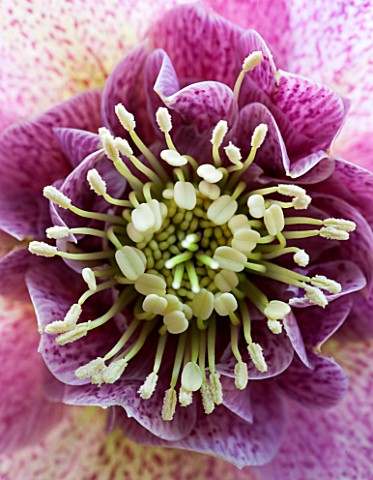 KAPUNDA_PLANTS__CLOSE_UP_OF_THE_CENTRE_OF_HELLEBORE