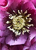 KAPUNDA PLANTS - CLOSE UP OF THE CENTRE OF HELLEBORE