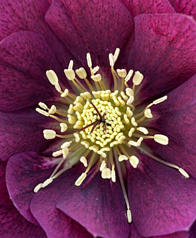 KAPUNDA_PLANTS__CLOSE_UP_OF_THE_CENTRE_OF_HELLEBORE