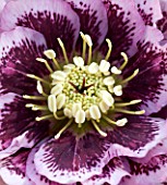 KAPUNDA PLANTS - CLOSE UP OF THE CENTRE OF HELLEBORE