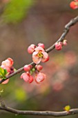 RHS GARDEN, WISLEY, SURREY: FLOWERS OF CHAENOMELES JAPONICA VAR ALPINA